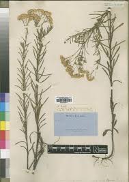 Image result for Felicia mossamedensis