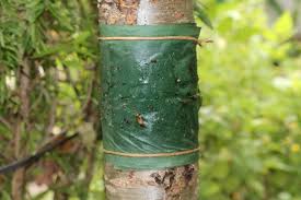 Kootenay covers work well for home orchards, home production, and homesteading. Horticultural Glues And Tree Banding Trees To Controls Ants And Other Pests Deep Green Permaculture