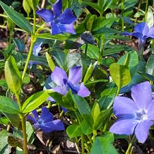 Vinca minor is mild to moderately toxic when ingested. Vinca Minor Flower Power Lesser Periwinkle Flower Power In Gardentags Plant Encyclopedia