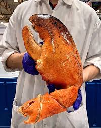 I would have to say i was a little disappointed in the lobster selection and presentation. Costco Is Now Selling Giant Lobster Claws In Some Stores Photos People Com