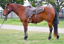 2005 buckskin mustang mare leap of faith … &dollar;2,000 for sale horse id: Mustang Horses For Sale Horseclicks