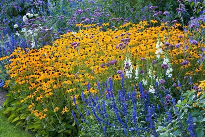 Environmental Accelerators: Why Your Black-Eyed Susans Are Spreading Out of Control
