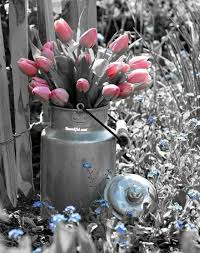 Beautiful Black And White With Color Splash Pin By Jj S Passions On Tulips Color Splash Pink Splash Images Color Splash