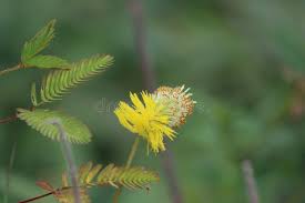 Image result for Neptunia oleracea