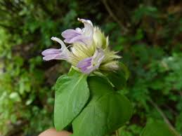 Image result for Lepidagathis scariosa