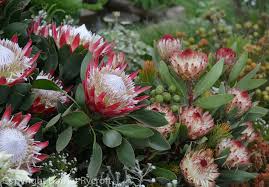Image result for Protea argyrea