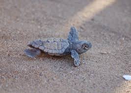 The loggerhead sea turtle or loggerhead, (caretta caretta), is a type of turtle that lives in the sea. Baby Loggerhead Turtle Des Flickr