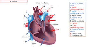 Buzzfeed staff the more wrong answers. Anatomy Quiz Heart Anatomy Drawing Diagram