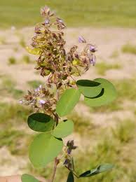 Image result for Grona barbata