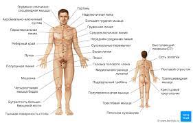 Основы анатомии и терминология - Kenhub