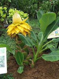 Ensete Lasiocarpum Exotische Pflanzen Exotische Blumen Und Pflanzen