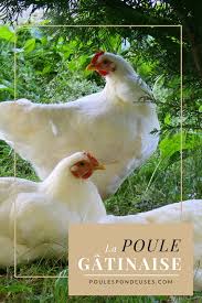 Gros Plan Sur La Poule Gatinaise Guide Pour Elever Des Poules Dans Son Jardin Poule Elever Des Poules Poule Pondeuse