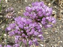 Image result for Alliaceae