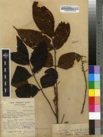 Image result for Lannea welwitschii