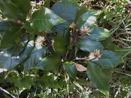 Image result for Trichocladus ellipticus