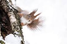 Animals that Thrive in Cold Weather - Varment Guard Wildlife ...