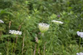 Image result for Daucus