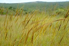 Image result for Trachypogon
