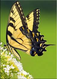 Julie Swallowtail Grain Free Chocolate Chip Cookies Swallowtail Butterfly Beautiful Butterflies Swallowtail