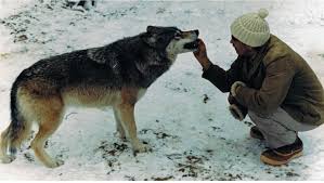 Wolf Conservation Center of New York
