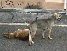 It's a natural process, and it needs time. Ufedo Tv Strangebutnormal Why Do Dogs Get Stuck Facebook