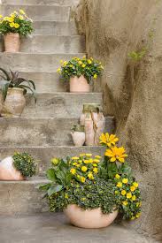 Image result for sanvitalia combine in pots