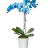 Blue can symbolize rarity, spirituality, or contemplation. Https Encrypted Tbn0 Gstatic Com Images Q Tbn And9gcsive Xent7j6vfw24lpjntg79sfm5pfdddhn3xd9g9o4wxoaio Usqp Cau