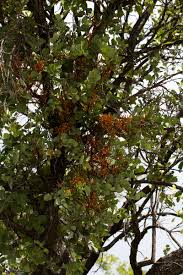 Image result for Agelanthus