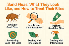 Image result for flea bites