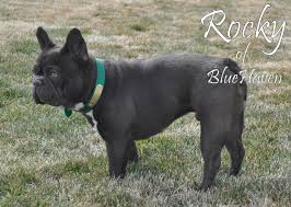 Purchase your purebred lilac french bulldog puppy today! What Colors And Color Patterns Do Frenchies Come In Bluehaven French Bulldogsbluehaven French Bulldogs