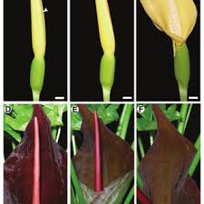 Discover the meaning of the lautenbach name on ancestry®. Pdf Reconstructing The Origin And Elaboration Of Insect Trapping Inflorescences In The Araceae