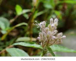 Image result for Floscopa africana