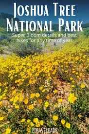 Check spelling or type a new query. Unexpected Joshua Tree Super Bloom Hiking At An Unusual National Park