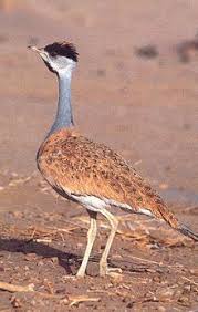 Play online and free on freegamesboom! Nubian Bustard Pet Birds Colorful Birds Birds Flying