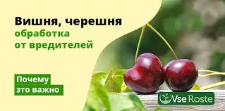 как избавиться от тли на вишне во время плодоношения Vishnya Chereshnya Obrabotka Ot Vreditelej Pochemu Eto Vazhno