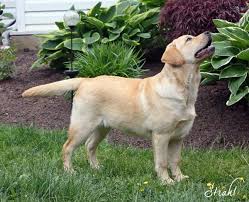 My Favorite Yellow Labrador Retriever Puppy Tristar S Curtsy Labrador Dog Yellow Labrador Retriever Labrador Retriever Puppies