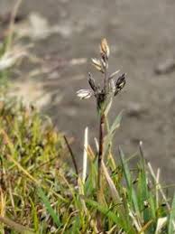 Image result for Poa binata