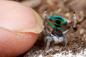 These spiders come in a variety of colors and patterns, but none of them get the males of the peacock spider family use their brightly colored abdomens to court the females, and will wave it, along with their legs, back and forth. 5 Flashy Facts About Peacock Spiders Mental Floss