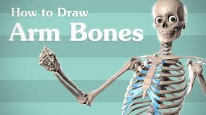 The ends of the bones are covered with cartilage. Drawing Arm Bones Anatomy For Artists Youtube