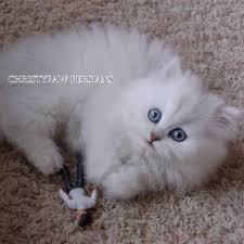Please phone or whatsapp only.2x tonkinese kittens for sale. Silver Doll Face Persian Kittens For Sale In Missouri Christypaw Persians Persian Kittens Kitten For Sale Persian Kittens For Sale