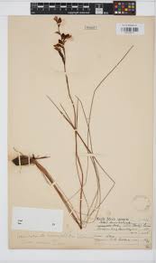 Image result for Disa stairsii