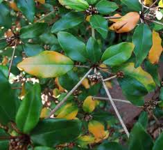 Image result for Croton pseudopulchellus