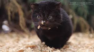 We did not find results for: Ley De Caza Y Felinos Silvestres Instrumento Juridico Para La Proteccion Y Conservacion De Estas Especies Chile Animal