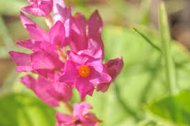 Image result for Nesaea erecta