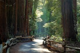 John Muir Woods Ca Muir Woods National Monument Muir Woods Muir Woods California