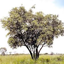 Image result for Leucas deflexa