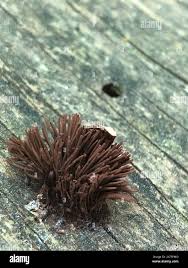 Image result for Stemonitis splendens