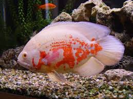 Oscar Fish Cichlid Tiger Red Albino