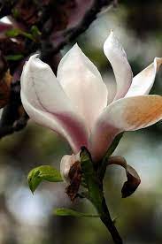 Magnolienbaum Amazing Flowers Magnolia Flower Beautiful Flowers