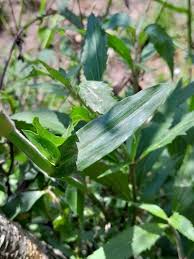 Image result for Floscopa glomerata